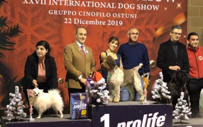 Carlo del Carpino Nero CACIB BOB, BOG Italian breeds group & RESBOG IDS Brindisi 22/12/2019