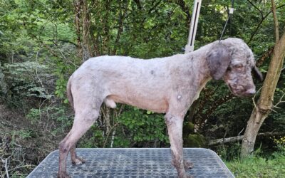 Custer Del Carpino Nero